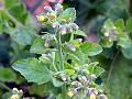Lettuce-Leaf Knob-Bush